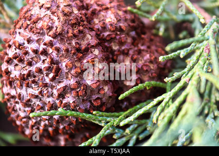 Nahaufnahme von Juniper Hawthorn Rost auf Zeder. Stockfoto