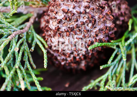 Nahaufnahme von Juniper Hawthorn Rost auf Zeder. Stockfoto