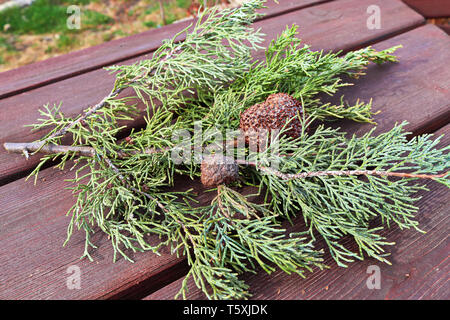 Ein Gall von Juniper Hawthorn Rost auf einem Zweig von Juniper. Stockfoto