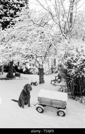 Labradoodle Hund im Schnee, Medstead, Hampshir, England, Vereinigtes Königreich. Stockfoto