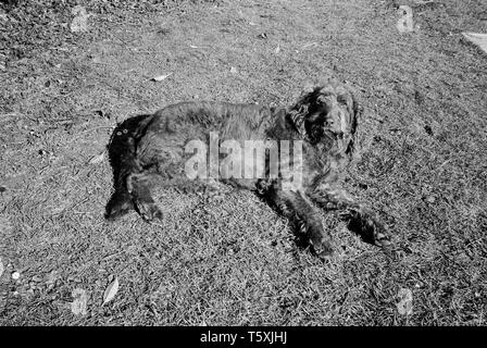 Labradoodle Dog, Medstead, Hampshire, England, Vereinigtes Königreich. Stockfoto