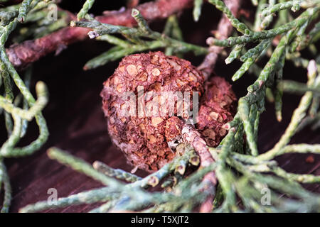 Nahaufnahme von Juniper Hawthorn Rost auf Zeder. Stockfoto