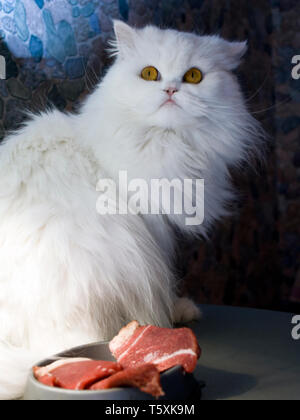 Weiße Katze Denken in der Nähe von Fleisch. Traum von Tier Stockfoto