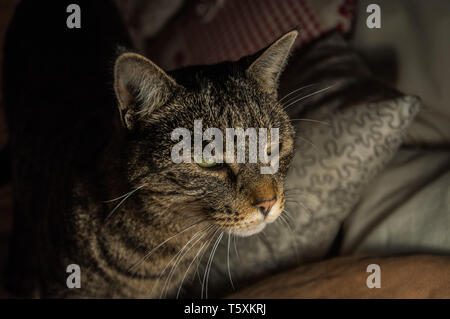 Tiger Katze kommt aus der Dunkelheit Stockfoto