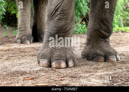 Die asiatischen Elefanten Beine und Füße Stockfoto
