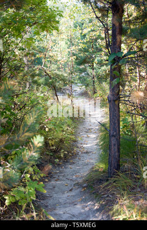 Spaziergang im wilden Wald am frühen Morgen Stockfoto