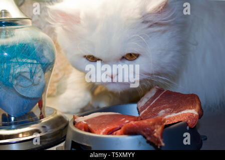 Hungrige weisse Katze in der Nähe von Fleisch auf einem Küchentisch Stockfoto