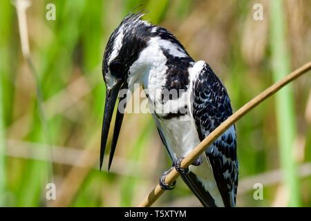 Pied Kingfisher im Okavango Delta Stockfoto