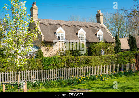 Charaktervolles Reetdachhaus im Wicken Dorf in der Nähe von Wicken Fen, Cambridgeshire, England, UK. Stockfoto