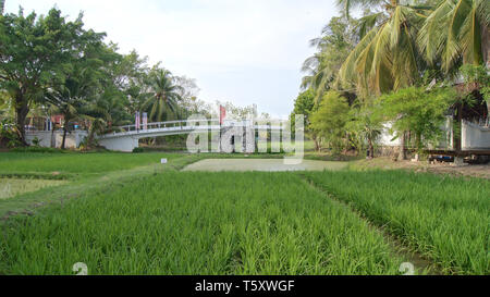 KEDAH, Langkawi, Malaysia - 08 APR 2015: Malerische Aussicht auf Reis Reisfelder mit Palmen auf einer Reisfarm in der Nähe von Cenang Beach Stockfoto