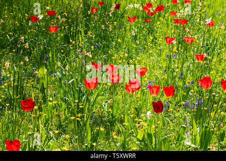 Blumenwiese in voller Blüte - Tulpen, bluebells Stockfoto