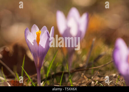 Wilder Krokus, wachsen auf hohe Weide im Balkangebirge, Frühjahr Stockfoto