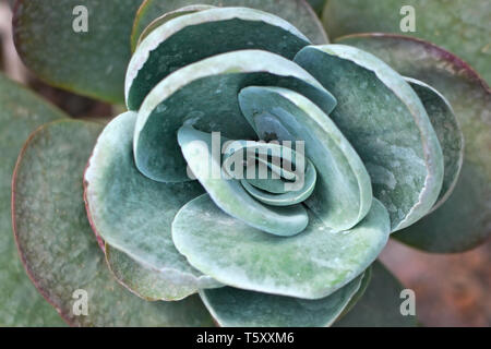 Zentrum von exotischen sukkulente Pflanze in Form einer Rose Stockfoto