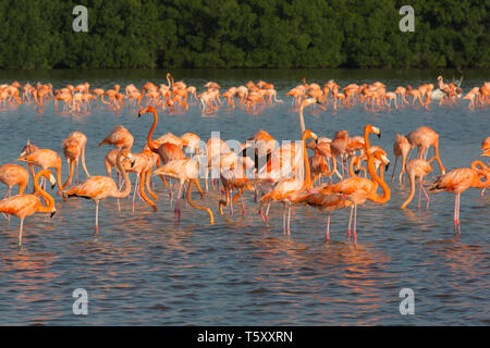 Amerikanische Flamingos (Phoenicopterus Ruber), Celestun Biosphärenreservat, Celestun, Yucatan, Mexiko Stockfoto