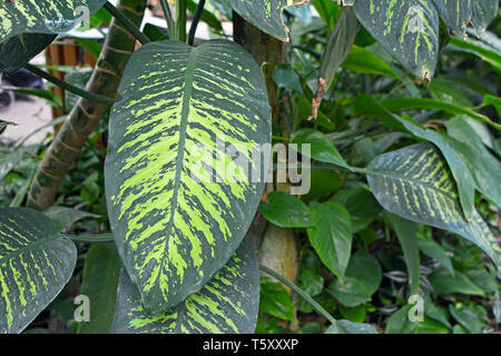 Nahaufnahme von einem großen exotischen Dieffenbachia Seguine Tropic Snow Werk mit auffallenden Licht grün muster Stockfoto