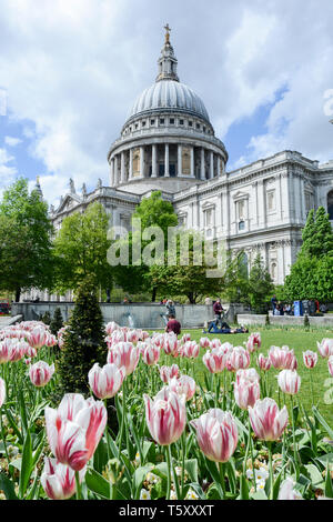 Rosa Tulpen in den Gärten vor der St Paul's Cathedral, London, England, Großbritannien Stockfoto