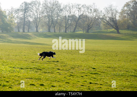 Border Collie Hund mit einem Ball im Park am Morgen bekommen. Stockfoto