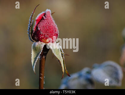 Schöne makro Bild eines gefrorenen Rose Blume mit Frost Kristalle während der Dämmerung in warmen Morgen Licht eingefangen abgedeckt Stockfoto