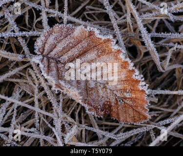 Makro Bild eines gefrorenen Buche Blätter der verdorrten Gras bedeckt mit kleinen Eiskristallen von Morgen Frost zeigt reiche Textur Stockfoto