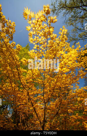 Palmate Ahorn (Acer palmatum Katsura) mit gelben Laub, am Anfang des Frühlings (Allier - Auvergne - Frankreich). Garten. Stockfoto