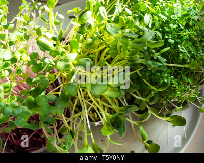 Eine microgreen ist ein junges Gemüse grün. Eine microgreen oder Sprossen in Kunststoffkästen sind rohe Leben sprießen Gemüse aus hochwertigem Organisationen gekeimt Stockfoto