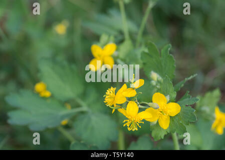 Chelidonium majus, Schöllkraut, nipplewort, gelbe Blumen Makro selektiven Fokus Stockfoto