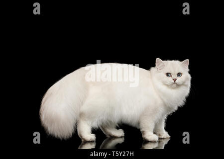 Britische weiße Katze mit blauen Augen stehen mit den haarigen Schwanz und zurück auf Isolierte schwarze Hintergrund drehen, Seitenansicht Stockfoto