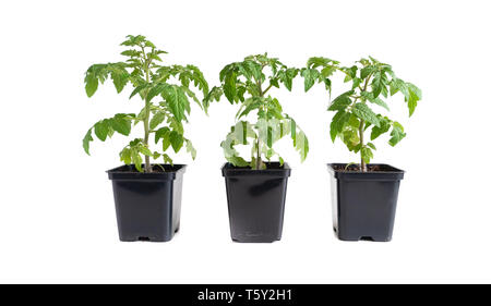 Packung mit drei Tomaten keimlinge vor weißem Hintergrund Stockfoto