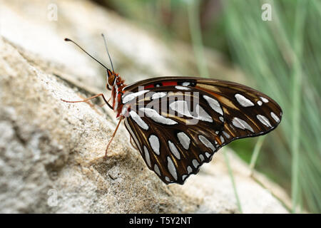 Ein monarch butterfly Botanischer Garten in Miami Beach, Florida, USA. Stockfoto