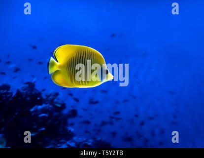 Leuchtend gelbe Fisch unter Wasser auf Hintergrund der Korallenriffe im Roten Meer. Gelbe Tang Zebrasoma flavescens. Stockfoto