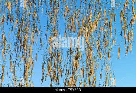 Zweige der Birke mit catkin von Frühling auf Hintergrund blauer Himmel Stockfoto