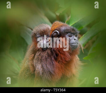 Kupferfarbener Titiaffe Callicebus cupreus Stockfoto