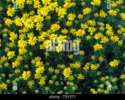 Genista hispanica Spanischer Ginster Norfolk Garten Stockfoto