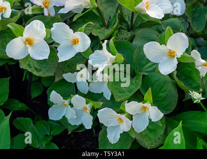 Trillium grandiflorum oder weißes Trillium im Frühjahr Grenze Stockfoto