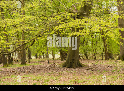 Junge frische Frühling Blätter an den Bäumen in einem Waldgebiet in Derbyshire in England Großbritannien Stockfoto