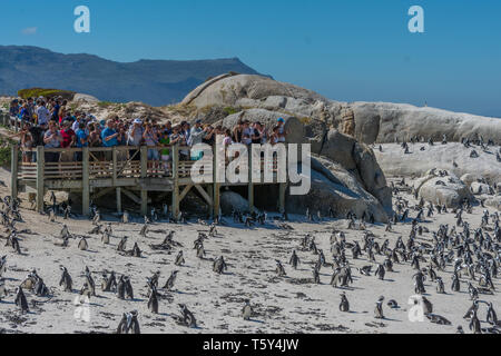 Touristen und afrikanische Pinguine (Spheniscus demersus), Boulders Beach, Simon's Town, Kap, Südafrika. Stockfoto