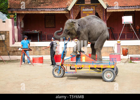 PHUKET, Thailand - Dezember 11, 2010: Elefanten Show auf der Insel Phuket Zoo in Thailand Stockfoto