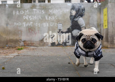 London, Großbritannien. 27. April 2019. Lilie der Mops neben einem Kunstwerk, das an einer Wand im Marble Arch nach zehn Tagen der Proteste in London vom Aussterben Rebellion, eine Gruppe fordert, dass Regierungen Maßnahmen zur Bekämpfung des Klimawandels erschienen ist. Jetzt in einer Schutzhülle aus Kunststoff abgedeckt, das Kunstwerk ist der gefeierte Street Artist Banksy zugeschrieben worden und stellt ein Bild von einer Pflanze und ein Mädchen, dass eine Gartengeräte mit dem Aussterben Rebellion Logo neben dem Text "Von diesem Moment der Verzweiflung enden und Taktik beginnen". Credit: Stephen Chung/Alamy leben Nachrichten Stockfoto
