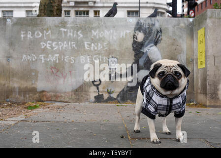 London, Großbritannien. 27. April 2019. Lilie der Mops neben einem Kunstwerk, das an einer Wand im Marble Arch nach zehn Tagen der Proteste in London vom Aussterben Rebellion, eine Gruppe fordert, dass Regierungen Maßnahmen zur Bekämpfung des Klimawandels erschienen ist. Jetzt in einer Schutzhülle aus Kunststoff abgedeckt, das Kunstwerk ist der gefeierte Street Artist Banksy zugeschrieben worden und stellt ein Bild von einer Pflanze und ein Mädchen, dass eine Gartengeräte mit dem Aussterben Rebellion Logo neben dem Text "Von diesem Moment der Verzweiflung enden und Taktik beginnen". Credit: Stephen Chung/Alamy leben Nachrichten Stockfoto