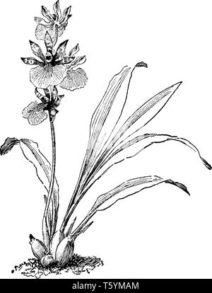Es ist Blume des Zygopetalum Machaii, die Familie der Orchideen ist, vintage Strichzeichnung oder Gravur Abbildung. Stock Vektor
