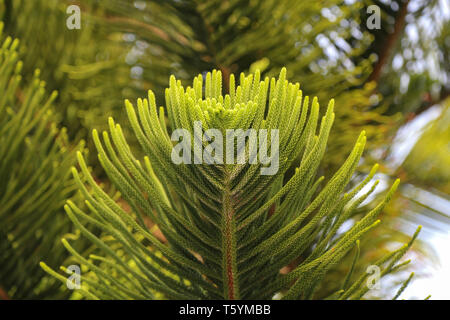 In der Nähe von grünen Zweigen einer Araucaria Baum. Stockfoto