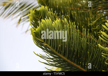 In der Nähe von grünen Zweigen einer Araucaria Baum. Stockfoto