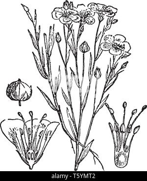 Ein Bild zeigt Flachs Blume und Seed-Pod. Es ist eine einjährige Pflanze. Diese Abbildung ist: a. Flachspflanze, b. Eine Frucht, c. vertikale Abschnitt der Blume, Stock Vektor