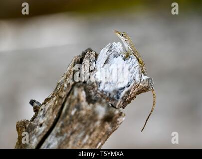 St. Croix (anole Anolis acutus), gefunden auf der Insel St. Croix, USVI Stockfoto