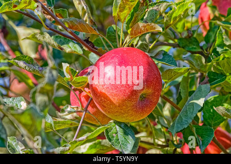 Apple auf Baum Stockfoto