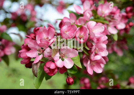 Zweig voller Blüte mit rosa Blütenblätter in selektiven Fokus auf einem Malus indische Magie crab apple tree Stockfoto