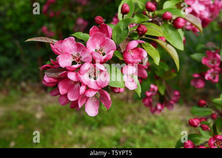 Schön tief rosa Blüte und frische grüne Blätter auf einem Malus indische Magie crab apple tree branch Stockfoto