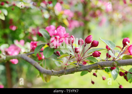 Spray von Pink Blossom buds auf dem Zweig eines Malus indische Magie crab apple tree, gegen eine dappled rosa und grünen Hintergrund Stockfoto