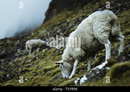 Schafe in die Weite von Schottland Stockfoto