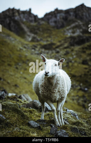 Schafe in die Weite von Schottland Stockfoto